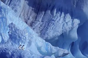 Adelie Penguin Gallery: Two Adelie penguins( Pygoscelis adeliae) on blue iceberg, Antarctica