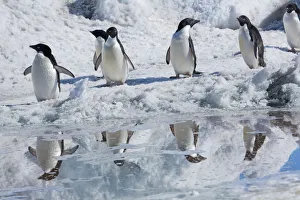 Adelie penguins (Pygoscelis adeliae) Cape Adare, Antarctica, December Adelie penguins (Pygoscelis adeliae) Cape Adare, Antarctica, December