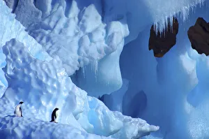 Two Adelie Penguins {Pygoscelis adeliae} on iceberg, Antarctica Two Adelie Penguins {Pygoscelis adeliae} on iceberg, Antarctica
