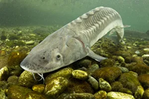 Adriatic sturgeon (Acipenser naccarii) Parco del Ticino, Biosphere Reserve, Lombardia Adriatic sturgeon (Acipenser naccarii) Parco del Ticino, Biosphere Reserve, Lombardia
