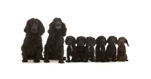 Adult black Cocker Spaniel pair with six puppies sitting in a line Adult black Cocker Spaniel pair with six puppies sitting in a line