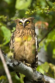 Adult Buffy-fish owl (Bubo ketupa) in morning sun. Kinabatangan River, Sabah, Borneo, Malaysia Adult Buffy-fish owl (Bubo ketupa) in morning sun. Kinabatangan River, Sabah, Borneo, Malaysia