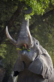 Adult bull African Elephant (Loxononta africana) reaching up to feed on foliage Adult bull African Elephant (Loxononta africana) reaching up to feed on foliage