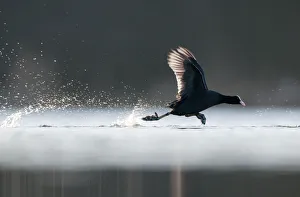 An adult Coot (Fulica atra) running across the surface of a lake, Derbyshire, England An adult Coot (Fulica atra) running across the surface of a lake, Derbyshire, England