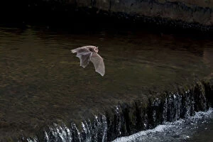 Images Dated 27th September 2010: Adult Daubentons bat (Myotis daubentoni) flying over a weir, England, UK, September