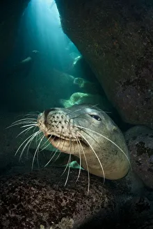 An adult female California sea lion (Zalophus californianus) head portrait, in a An adult female California sea lion (Zalophus californianus) head portrait, in a