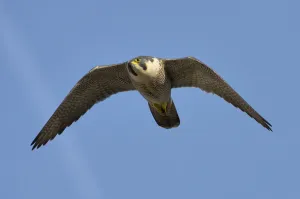 Adult female Peregrine falcon (Falco peregrinus) in flight, Bristol, England, UK, March Adult female Peregrine falcon (Falco peregrinus) in flight, Bristol, England, UK, March