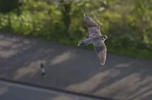 Images Dated 21st May 2012: Adult female Peregrine falcon (Falco peregrinus) in flight over a road in the Avon Gorge