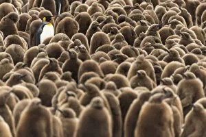 Aptenodytes Patagonicus Gallery: An adult King penguin (Aptenodytes patagonicus) amongst a creche of chicks at