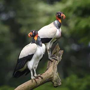 Cathartidae Gallery: Adult King Vulture (Sarcoramphus papa) Laguna del Lagarto, Boca Tapada, Caribbean slope