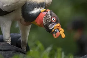Cathartidae Gallery: Adult King Vulture (Sarcoramphus papa) feeding at a carcass. Laguna del Lagarto, Boca Tapada