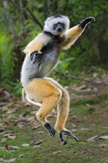 Adult male Diademed Sifaka (Propithecus diadema) skipping / dancing across Adult male Diademed Sifaka (Propithecus diadema) skipping / dancing across