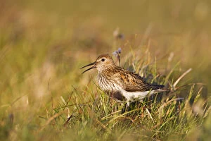 Images Dated 17th June 2010: Adult male Dunlin (Calidris alpina) in summer plumage calling on moorland, Scotland