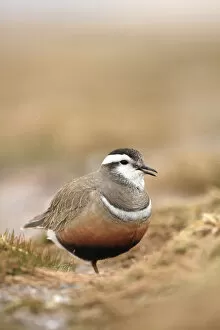 Images Dated 17th May 2011: Adult male Eurasian dotterel (Charadrius morinellus) in breeding habitat on upland