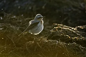 Chats And Flycatchers Gallery: 