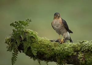 Adult male Sparrowhawk (Accipiter nisus) with prey perched on a branch, Dumfries Adult male Sparrowhawk (Accipiter nisus) with prey perched on a branch, Dumfries
