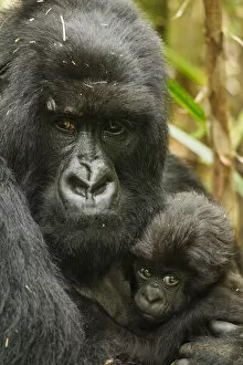 Hominoidea Gallery: Adult Mountain gorilla (Gorilla beringei beringei) holding baby, Hirwa group, Volcanoes