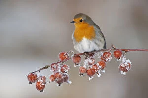 Erithacus Rubecula Gallery: Adult Robin (Erithacus rubecula) in winter, perched on twig with frozen crab apples