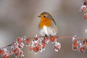 Muscicapidae Gallery: Adult Robin (Erithacus rubecula) in winter, perched on twig with frozen crab apples