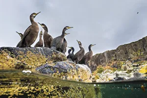 Adult Shags (Phalacrocorax aristotelis) with young, gathered on rocks, Treshnish Isles Adult Shags (Phalacrocorax aristotelis) with young, gathered on rocks, Treshnish Isles