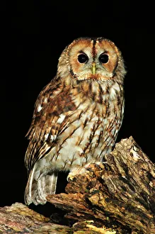 Adult tawny owl perching on dead tree. Dorset, UK August 2012