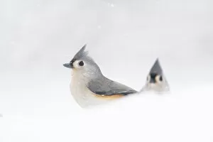 Tufted Titmouse Collection: Two adult Tufted titmice (Baeolophus bicolor) surrounded by snow, winter, New York, USA