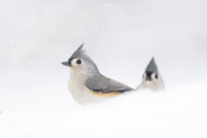 Two adult Tufted titmice (Baeolophus bicolor) surrounded by snow, winter, New York, USA Two adult Tufted titmice (Baeolophus bicolor) surrounded by snow, winter, New York, USA