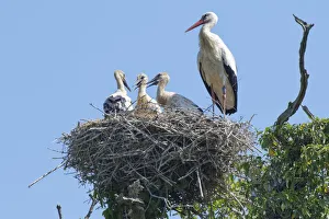 Adult White stork (Ciconia ciconia) standing beside three large chicks on their nest Adult White stork (Ciconia ciconia) standing beside three large chicks on their nest