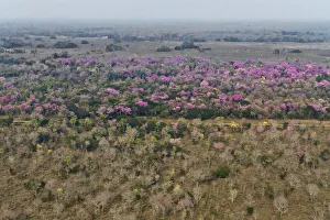 Aerial landscape of Cerrado with flowring Pink Trumpet Trees / Pink Lapacho (Handroanthus Aerial landscape of Cerrado with flowring Pink Trumpet Trees / Pink Lapacho (Handroanthus
