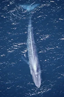 Aerial shot of Blue whale swimming at surface {Balaenoptera musculus}, Pacific Mexico Aerial shot of Blue whale swimming at surface {Balaenoptera musculus}, Pacific Mexico