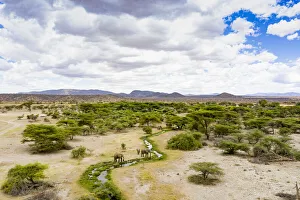 African Elephant (Loxodonta africana), Samburu, Kenya