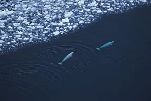 Aerial view of two Beluga / White whale {Delphinapterus leucas} swimming near ede of ice Aerial view of two Beluga / White whale {Delphinapterus leucas} swimming near ede of ice