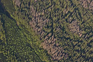 Aerial view of border between spruce forest and Dwarf mountain pine (Pinus mugo) Aerial view of border between spruce forest and Dwarf mountain pine (Pinus mugo)