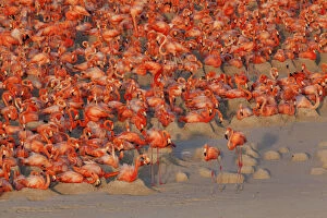 Images Dated 24th May 2014: Aerial view of Caribbean Flamingo (Phoenicopterus ruber) breeding colony, Ria Lagartos