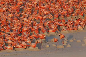 Aerial view of Caribbean Flamingo (Phoenicopterus ruber) breeding colony, Ria Lagartos Aerial view of Caribbean Flamingo (Phoenicopterus ruber) breeding colony, Ria Lagartos