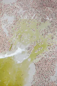 Aerial view of Caribbean flamingo (Phoenicopterus ruber) breeding colony Aerial view of Caribbean flamingo (Phoenicopterus ruber) breeding colony
