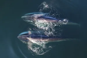 Aerial view Fin whales (Balaenoptera physalus) lunge-feeding in the southern Sea of Cortez Aerial view Fin whales (Balaenoptera physalus) lunge-feeding in the southern Sea of Cortez