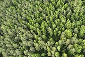 Images Dated 11th June 2008: Aerial view of forest, Kemeri National Park, Latvia, June 2009