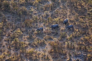 Okavango Delta Gallery: Aerial view of a herd of wild White rhinoceros (Ceratotherium simum) running free on Chiefs Island