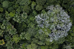 Aerial view of Kapok / Ceiba tree (Ceiba pentandra) in the Amazonian canopy, Yasuni National Park Aerial view of Kapok / Ceiba tree (Ceiba pentandra) in the Amazonian canopy, Yasuni National Park