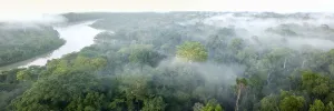 Aerial view of lowland Amazonia rainforest in morning mist Aerial view of lowland Amazonia rainforest in morning mist