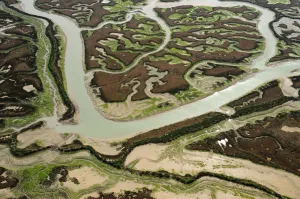 Aerial view of river in marshes at low tide exposing Seaweed, Baha de Cdiz Natural Park Aerial view of river in marshes at low tide exposing Seaweed, Baha de Cdiz Natural Park