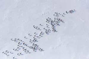 Aerial view of Siberian tundra reindeer (Rangifer tarandus sibiricus) Putoransky Aerial view of Siberian tundra reindeer (Rangifer tarandus sibiricus) Putoransky