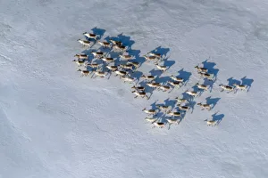 Aerial view of Siberian tundra reindeer (Rangifer tarandus sibiricus) Putoransky Aerial view of Siberian tundra reindeer (Rangifer tarandus sibiricus) Putoransky
