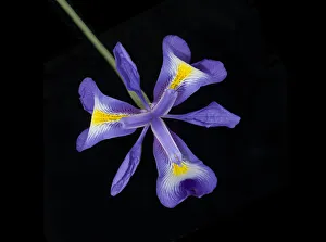 Afghanistan Juno iris (Iris cycloglossa) with yellow nectar guides. In cultivation Afghanistan Juno iris (Iris cycloglossa) with yellow nectar guides. In cultivation