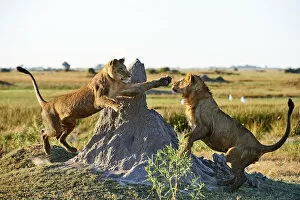 Okavango Delta Gallery: Afrian lioness (Panthera leo) playing with her juvenile cub aged 2 years in Duba Plains concession