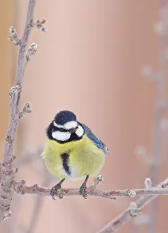 African Blue tit (Cyanistes teneriffae) Morocco, February African Blue tit (Cyanistes teneriffae) Morocco, February