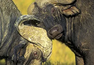African Buffalo (Syncerus caffer) males fighting, Nakuru National park, Kenya African Buffalo (Syncerus caffer) males fighting, Nakuru National park, Kenya