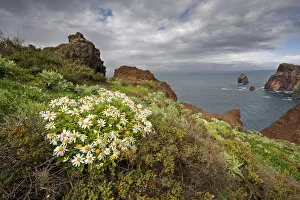 African daisy (Arctotis hybrids) plant flowering on cliff top, Ponta de Sao Lourenco African daisy (Arctotis hybrids) plant flowering on cliff top, Ponta de Sao Lourenco