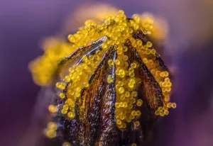 African daisy (Osteospermum jucundum) at approx 10x magnification African daisy (Osteospermum jucundum) at approx 10x magnification